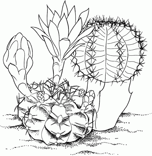 Gymnocalycium mihanovichii ‘Hibotan’ cactus coloring page image