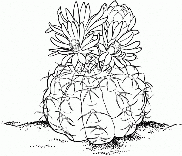 Gymnocalycium or Chin Cactus coloring page image