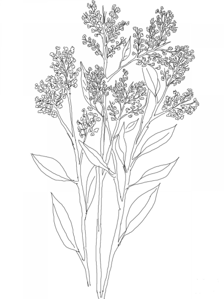 Gypsophila or Baby’s Breath coloring page image