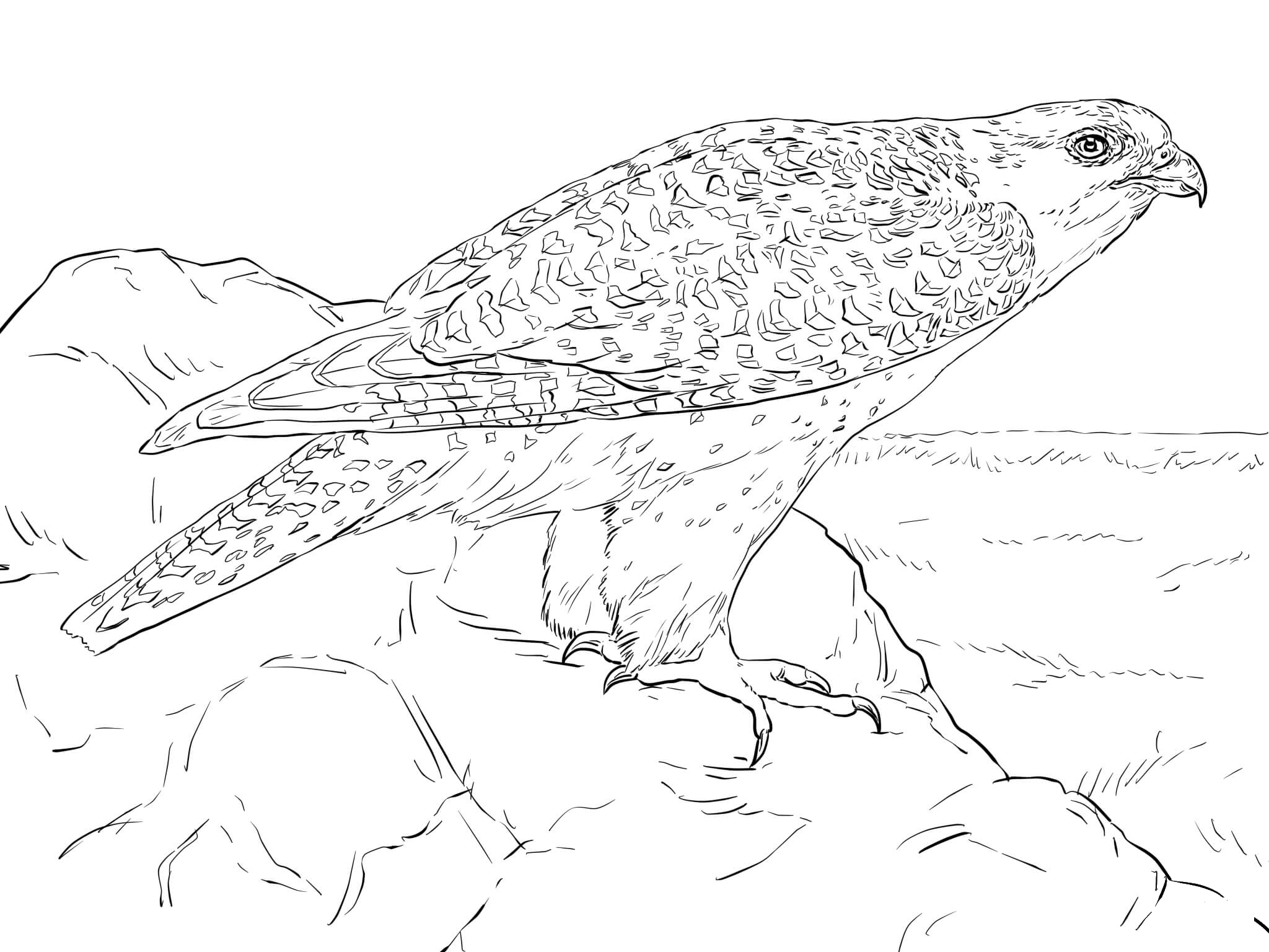 gyrfalcon-coloring-page-colouringpages