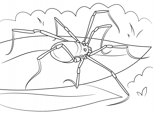 Hadrobunus Grandis Harvestmen coloring page image