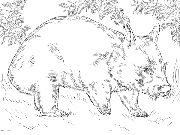 Hairy Nose Wombat coloring page image