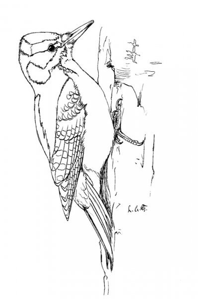 Hairy Woodpecker coloring page image
