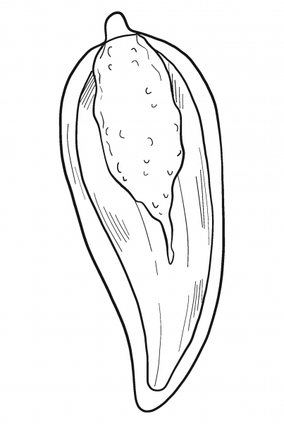 Half Jalapeno coloring page image