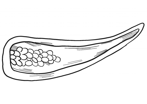 Half of Chili pepper coloring page image