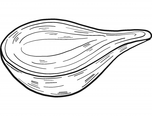 Half Onion coloring page image