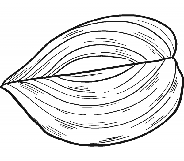 Half Onion coloring page image