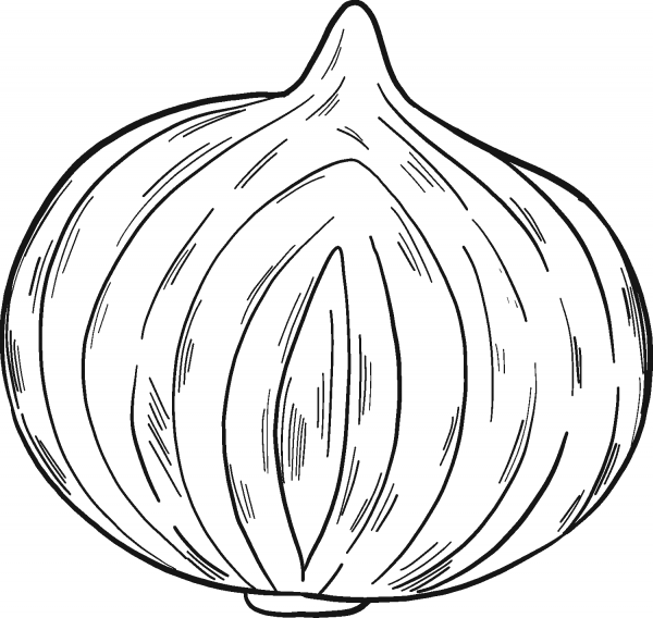 Half Onion coloring page image