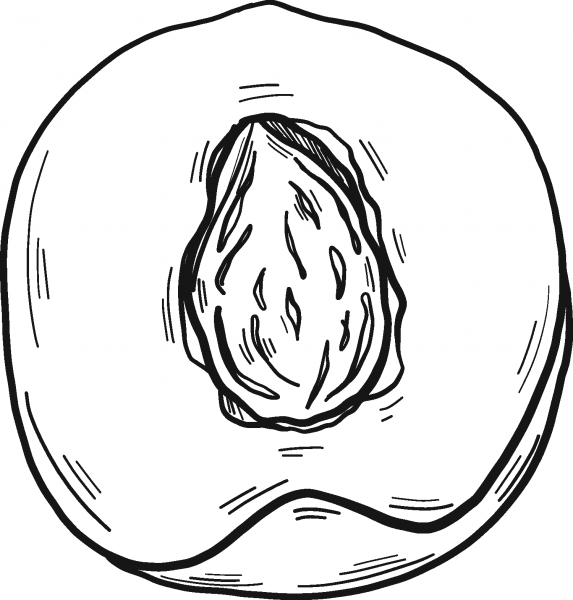 Half Peach with a Stone coloring page image