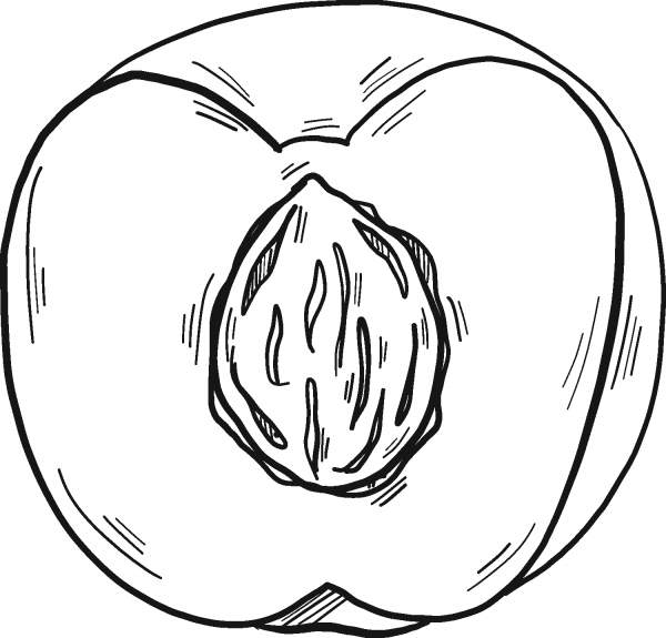 Half Peach with a Stone coloring page image