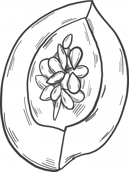 Half Pumpkin coloring page image