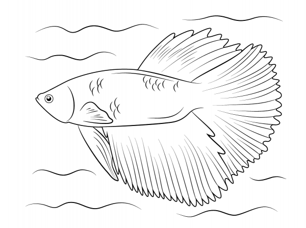 Halfmoon Betta coloring page image
