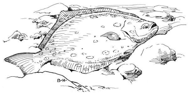Halibut on the Bottom coloring page image