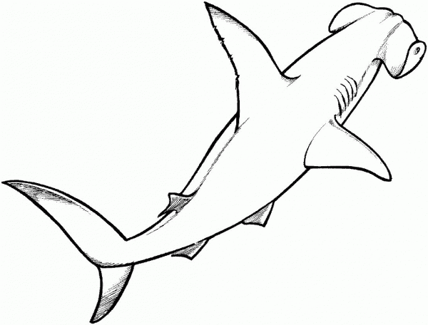 Hammerhead Shark coloring page image