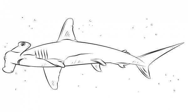Hammerhead Shark coloring page image
