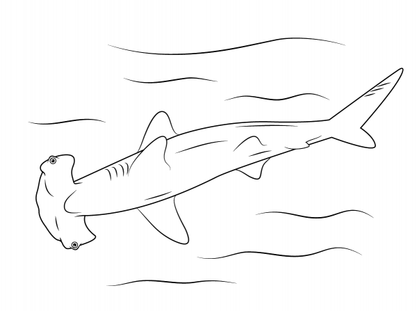 Hammerhead Shark coloring page image