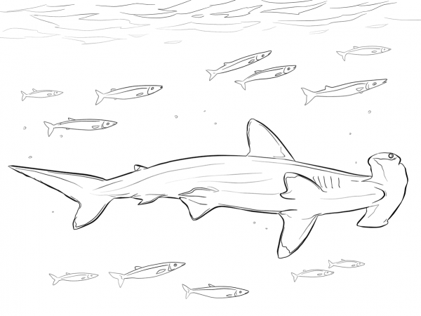 Hammerhead Shark with Pilot Fishes coloring page image