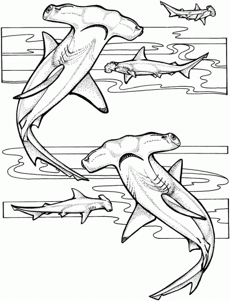 Hammerhead Sharks coloring page image