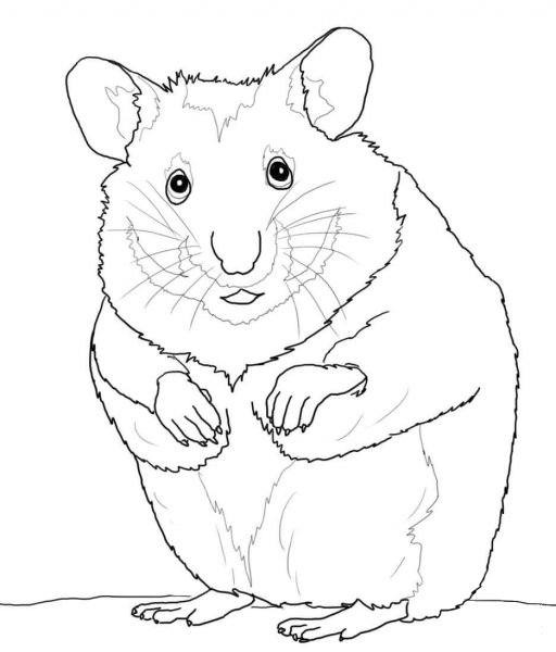 Hamster coloring page image