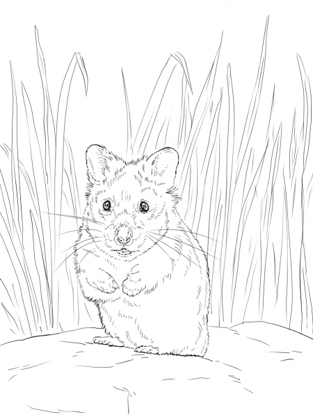 Hamster coloring page image