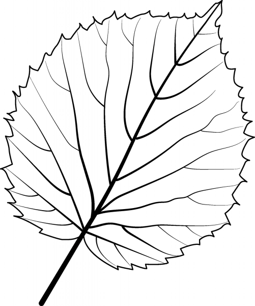 Handkerchief Tree Leaf coloring page image
