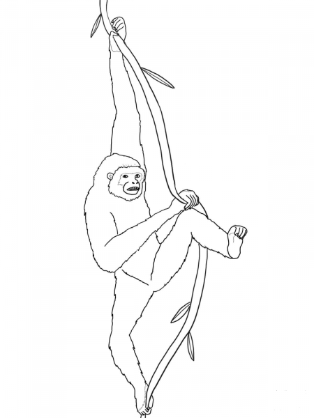 Hanging Gibbon coloring page image
