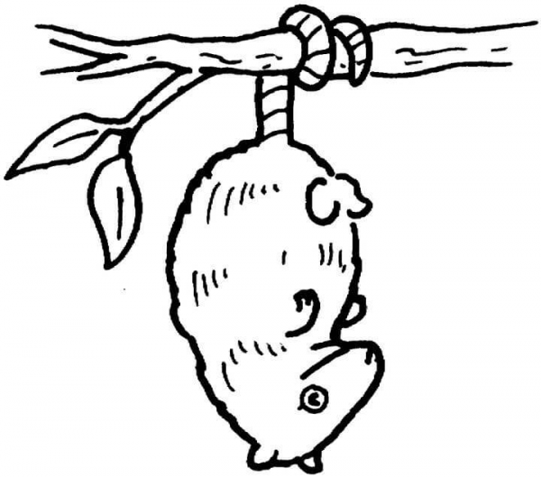 Hanging Possum  coloring page image