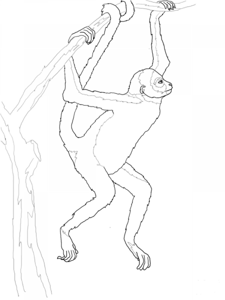 Hanging Spider Monkey coloring page image