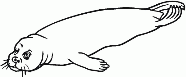 Harbor Seal coloring page image