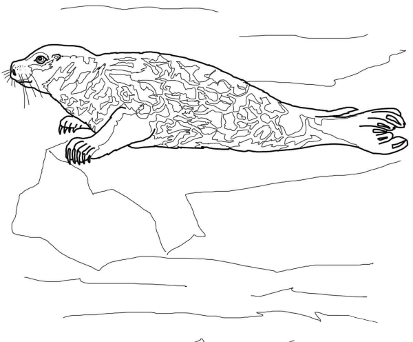 Harbor Seal coloring page image