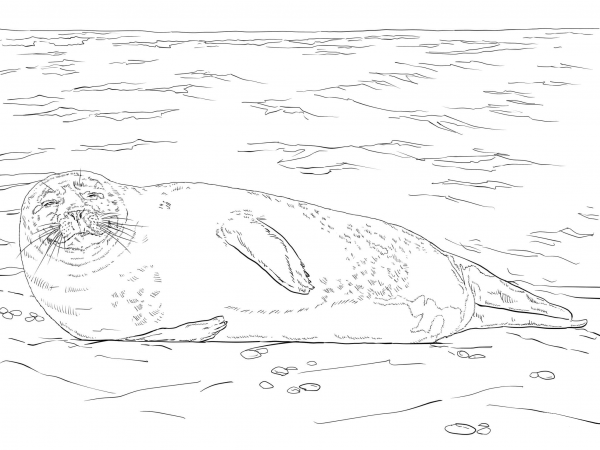 Harbor Seal Lying on the Beach coloring page image