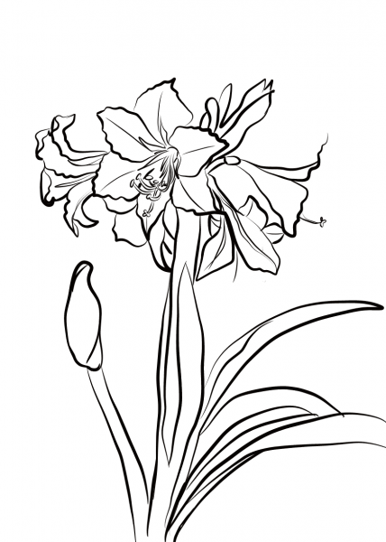 Hardy Amaryllis coloring page image