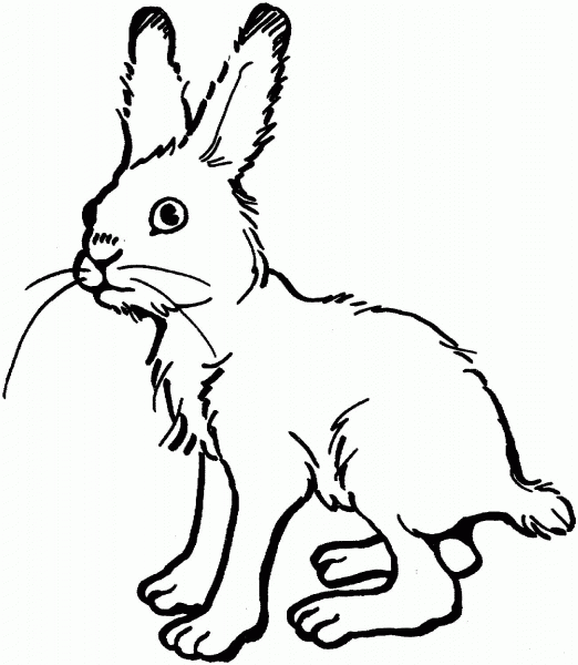 Hare coloring page image
