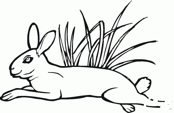 Hare Jumps On Grass coloring page image