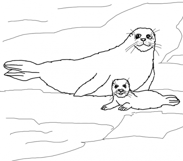 Harp Seal Mother and Baby coloring page image