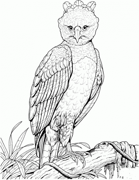 Harpy Eagle coloring page image