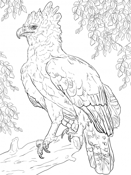 Harpy Eagle Perched on a Branch coloring page image