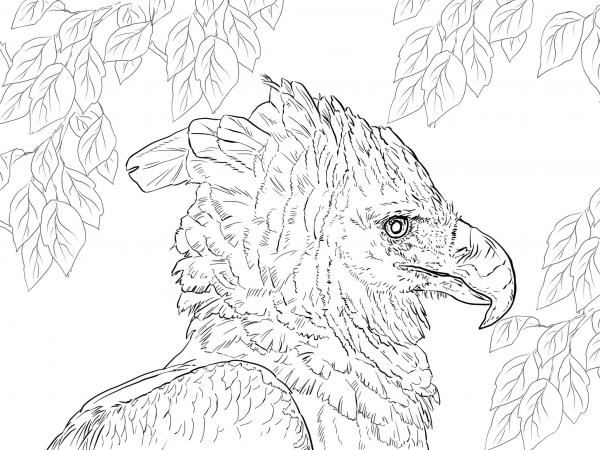 Harpy Eagle Portrait coloring page image