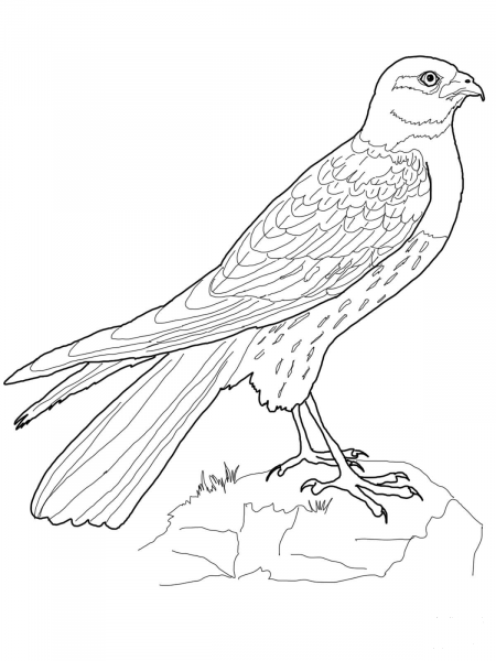 Harrier coloring page image