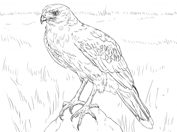 Harris Hawk coloring page image