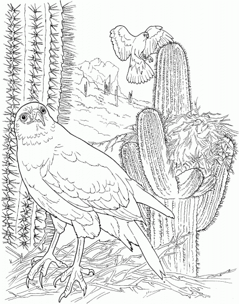 Harris’s Hawk in Saguaro Forest coloring page image