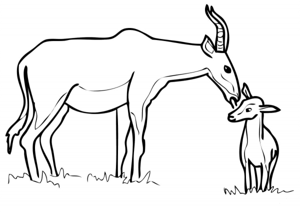 Hartebeest Antelope Family coloring page image