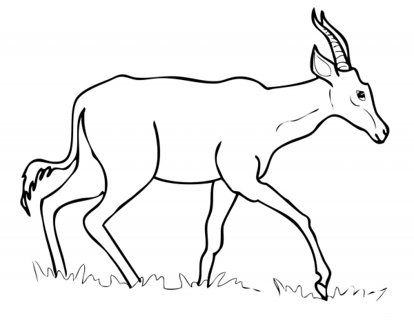 Hartebeest coloring page image