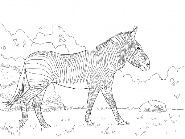 Hartman’s Mountain Zebra coloring page image
