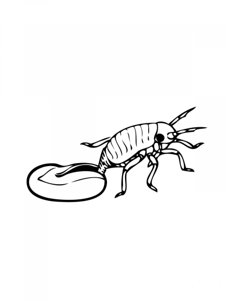 Hatching Aphid coloring page image