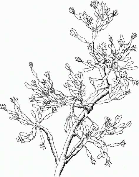 Hatiora or Eastern Cactus coloring page image