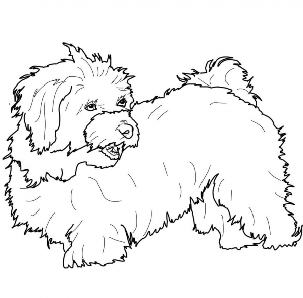 Havanese coloring page image