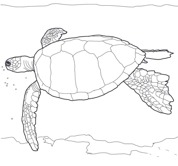 Hawaiian Green Sea Turtle coloring page image
