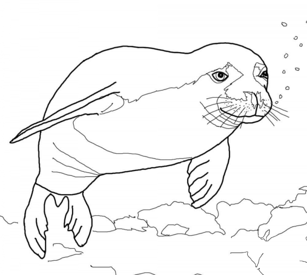 Hawaiian Monk Seal coloring page image