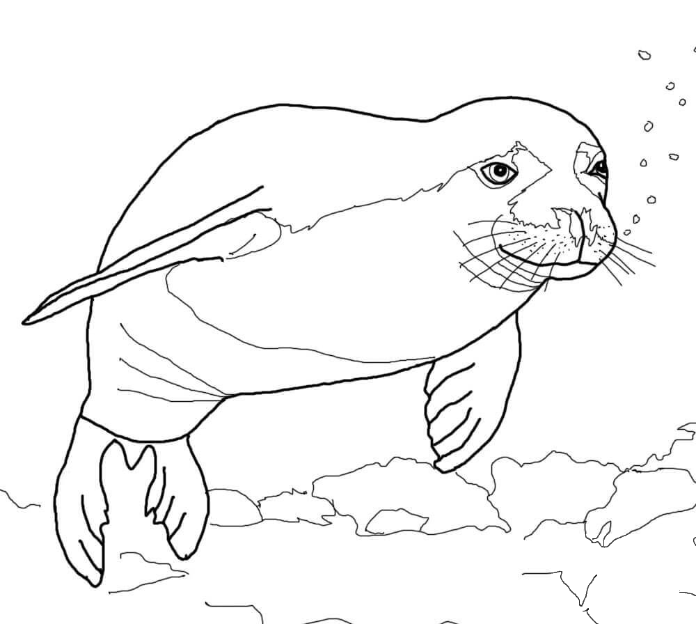 Hawaiian Monk Seal coloring page - ColouringPages